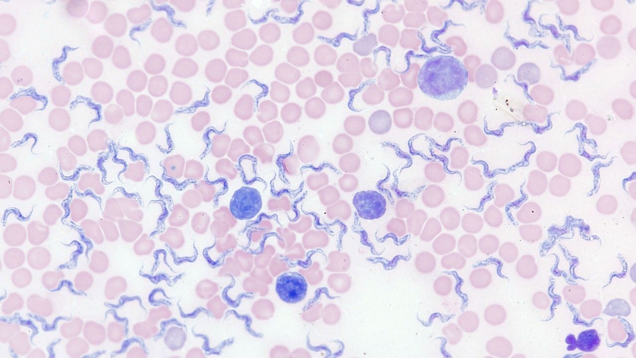 Brightfield Blood Smear Axiolab 5